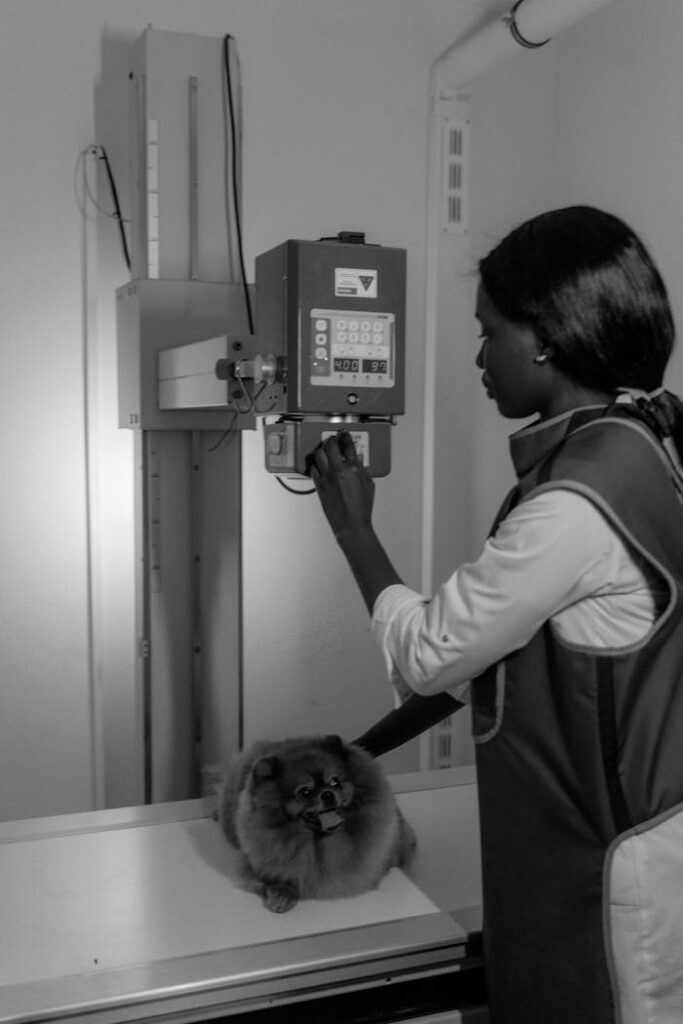 A veterinarian prepares a Pomeranian dog for an x-ray in a medical facility.